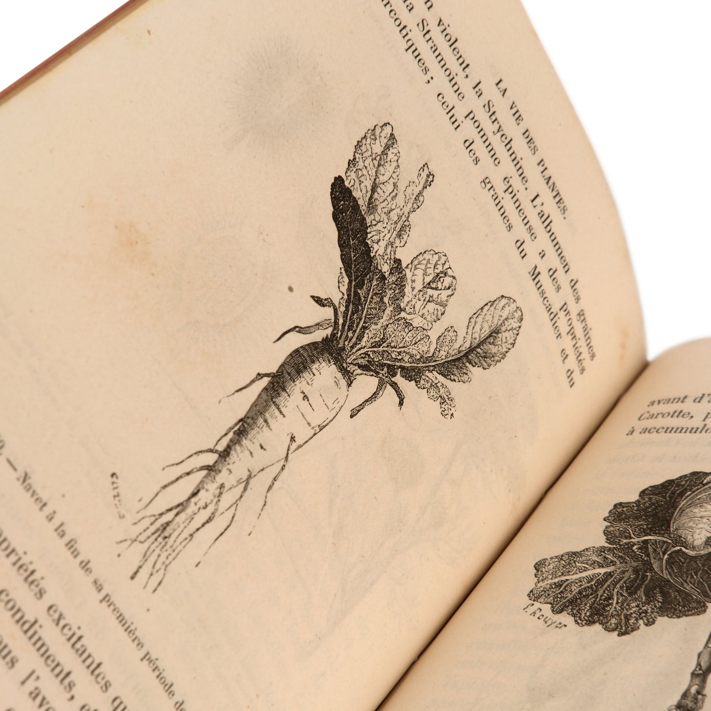 La Vie des Plantes 1881 — Henri Bocquillon, Hachette et Cie, Paris