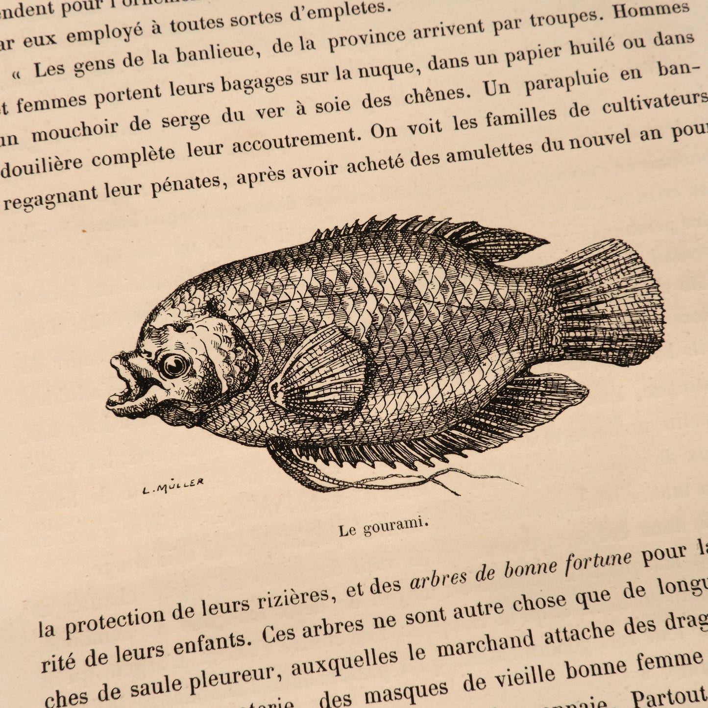 Le Jour de l'An et les Étrennes, Eugène Muller, 1881