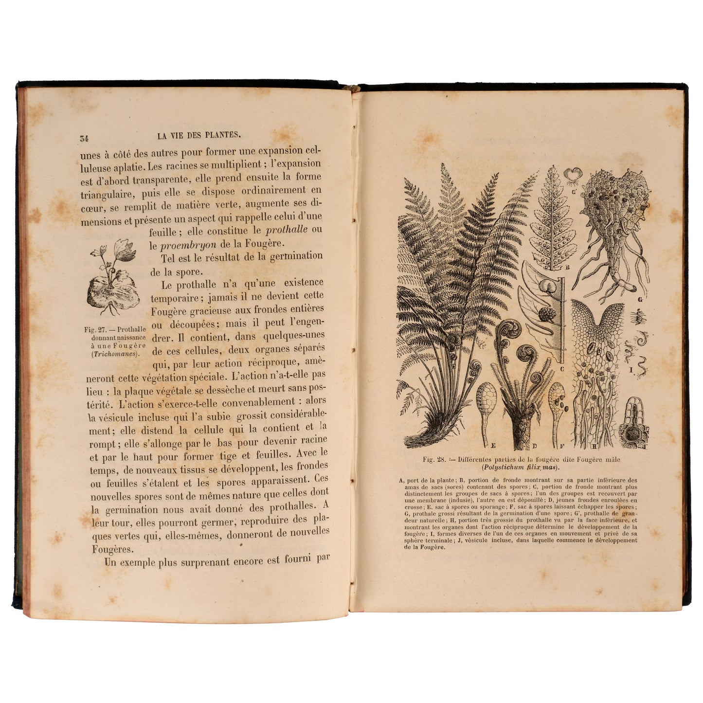 La Vie des Plantes 1881 — Henri Bocquillon, Hachette et Cie, Paris