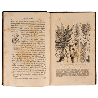 La Vie des Plantes 1881 — Henri Bocquillon, Hachette et Cie, Paris