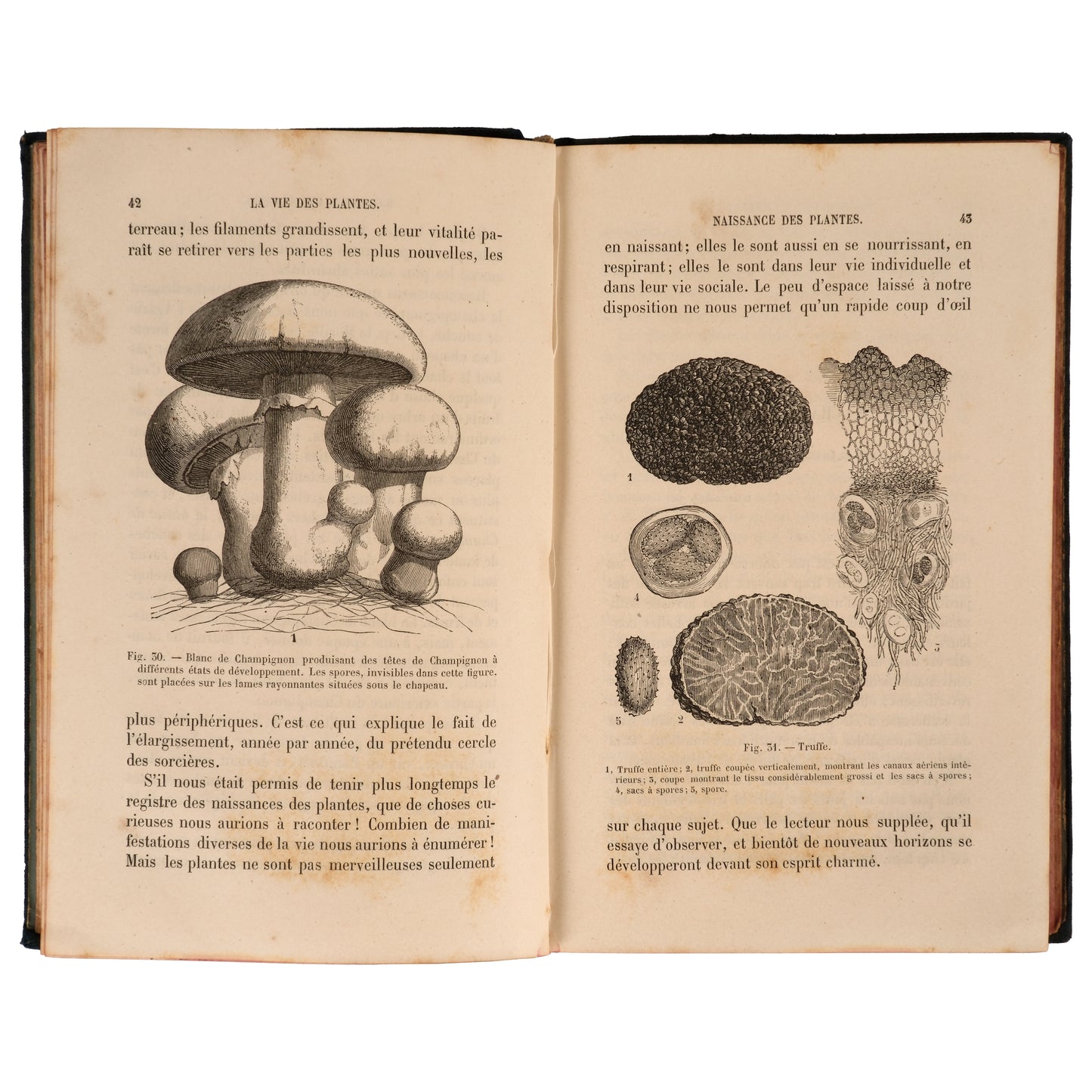 La Vie des Plantes 1881 — Henri Bocquillon, Hachette et Cie, Paris