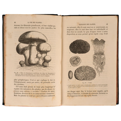 La Vie des Plantes 1881 — Henri Bocquillon, Hachette et Cie, Paris