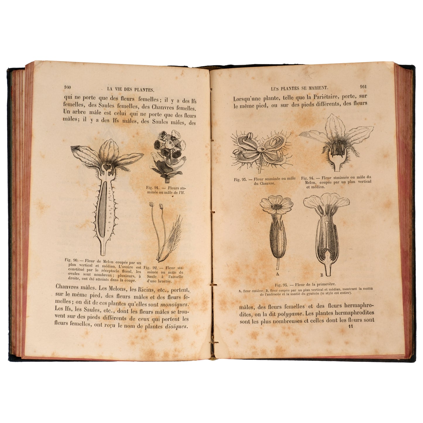 La Vie des Plantes 1881 — Henri Bocquillon, Hachette et Cie, Paris