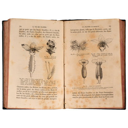 La Vie des Plantes 1881 — Henri Bocquillon, Hachette et Cie, Paris