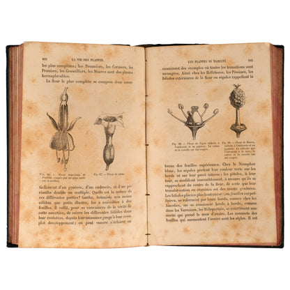 La Vie des Plantes 1881 — Henri Bocquillon, Hachette et Cie, Paris