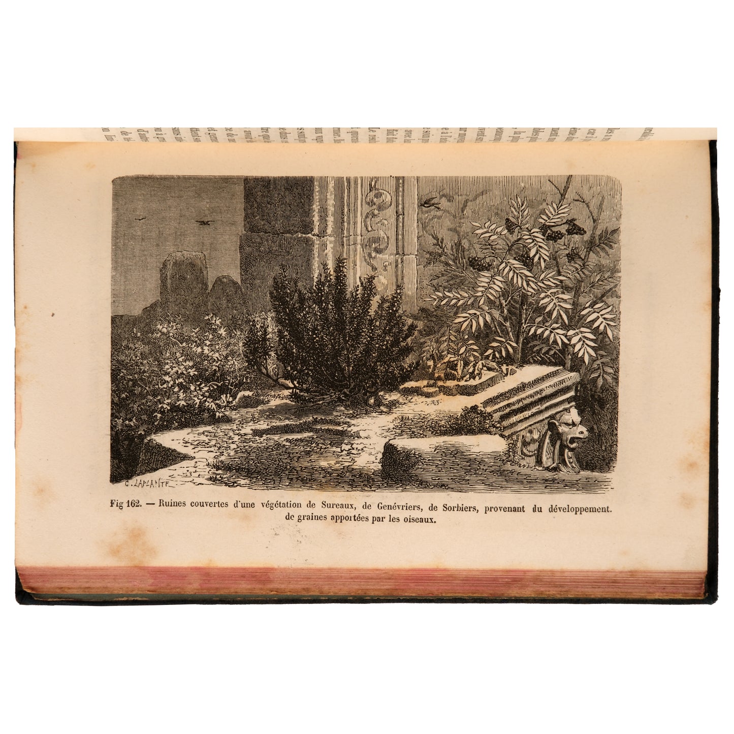 La Vie des Plantes 1881 — Henri Bocquillon, Hachette et Cie, Paris