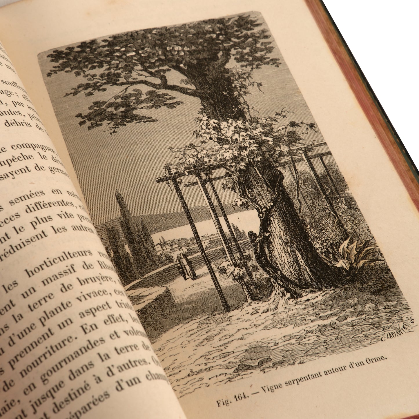 La Vie des Plantes 1881 — Henri Bocquillon, Hachette et Cie, Paris